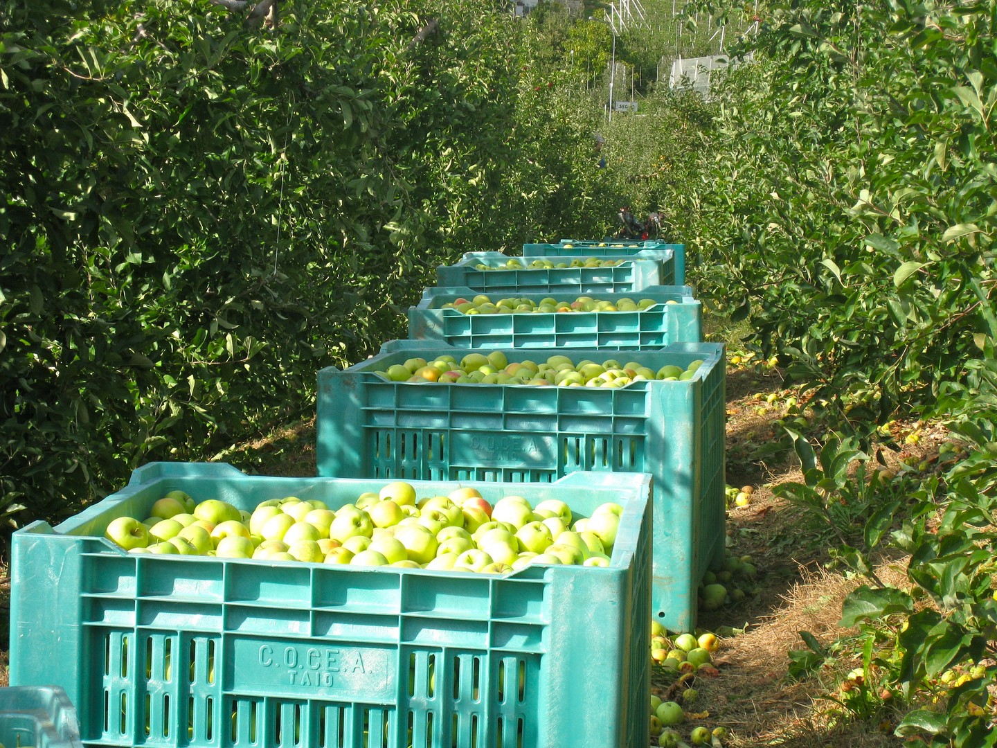 La raccolta delle mele